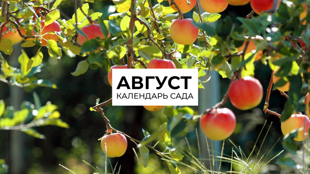 Календарь на август