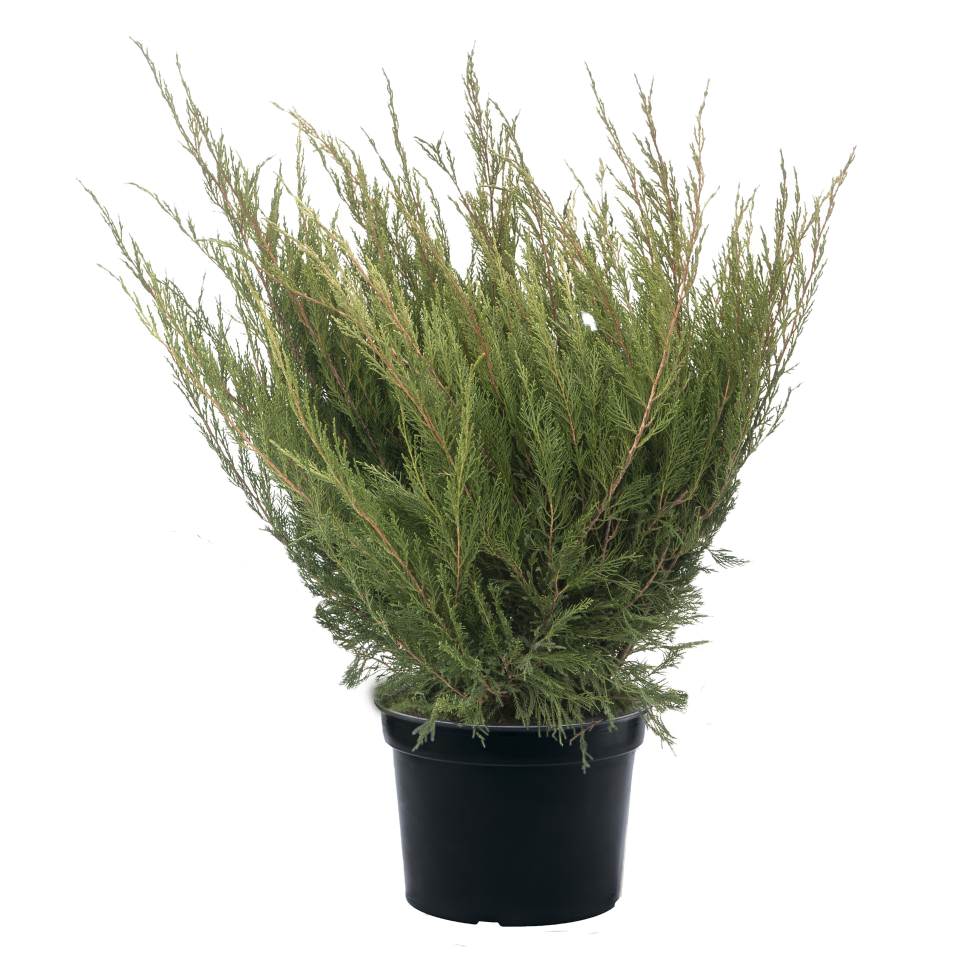 Можжевельник средний Mint Julep