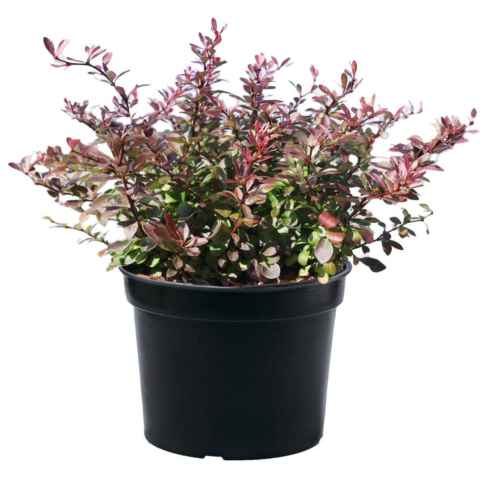 Барбарис Тунберга Atropurpurea Nana
