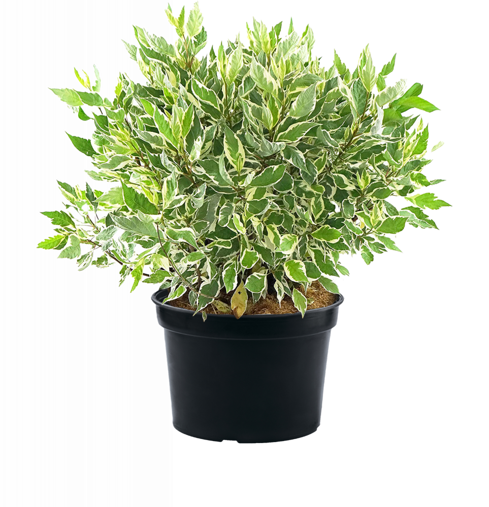 Дерен белый Sibirica Variegata