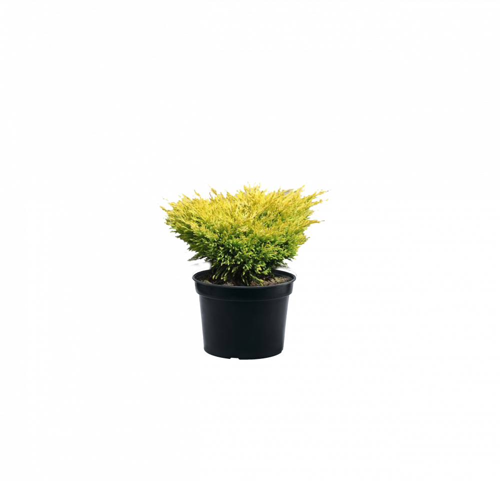 Можжевельник горизонтальный Limeglow