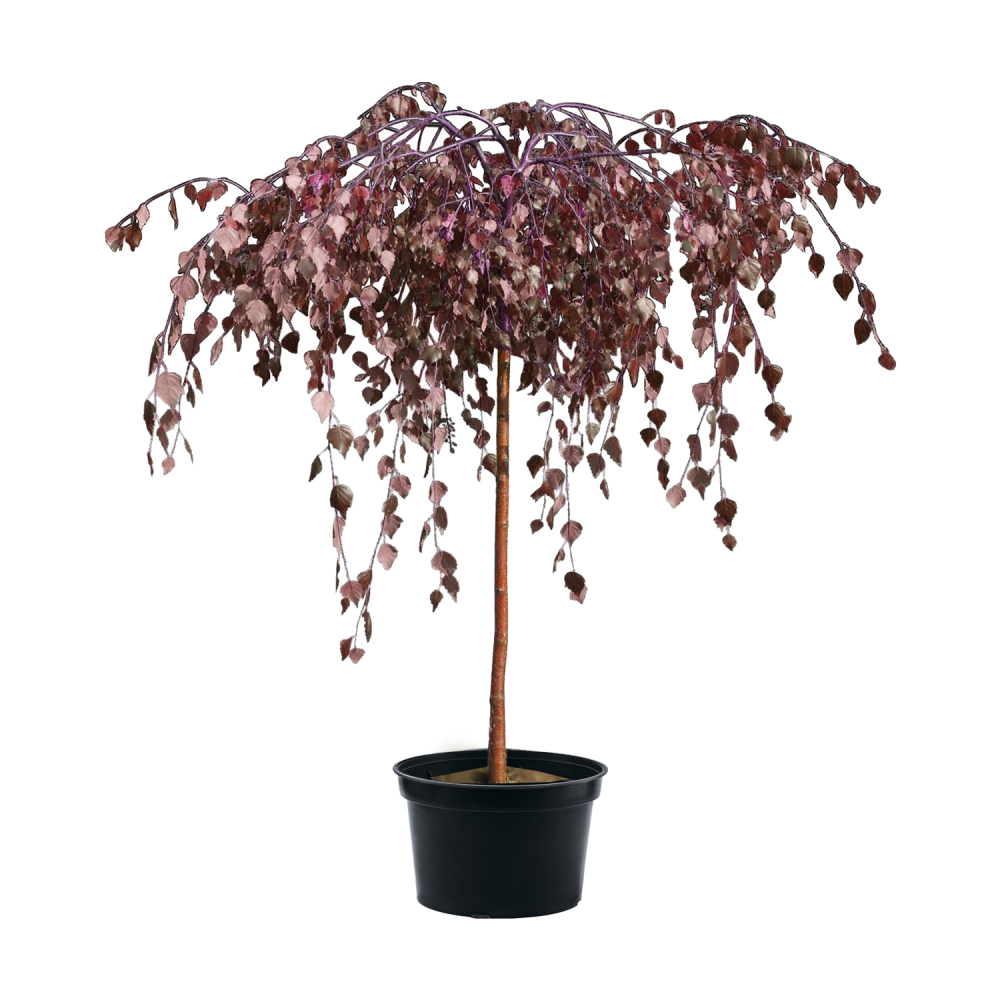 Береза повислая Purpurea