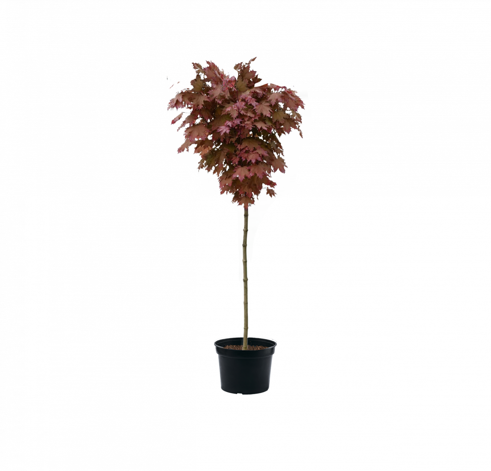 Клен остролистный Royal Red