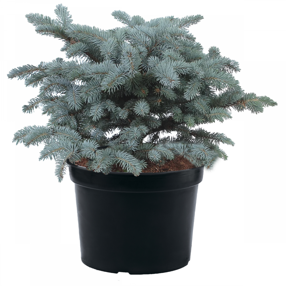 Ель колючая Glauca Globosa
