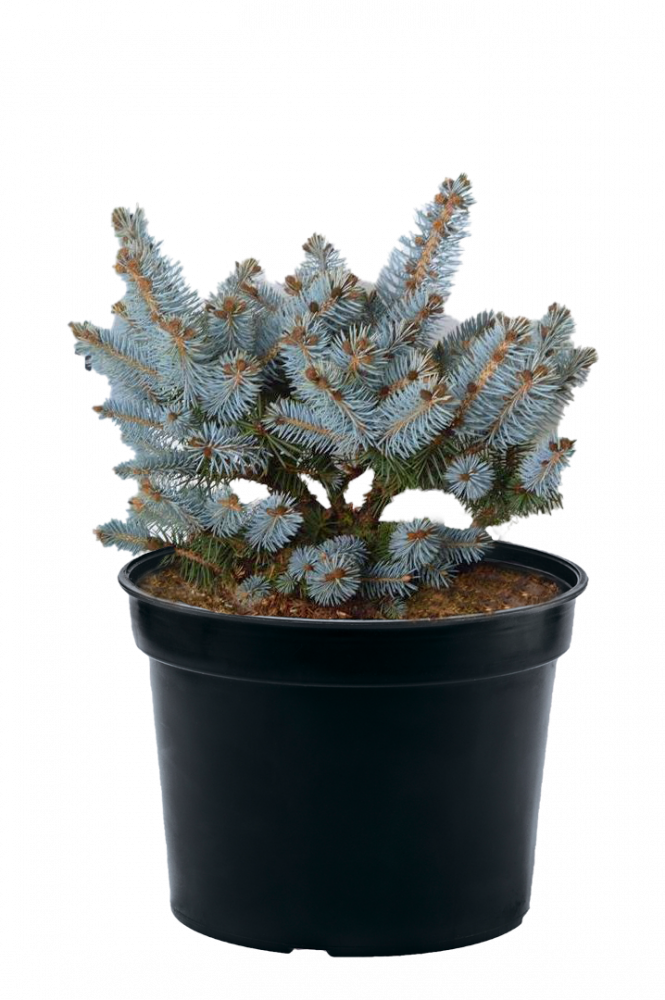Ель колючая Glauca