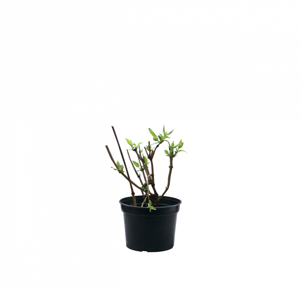 Чубушник Bouquet Blanc